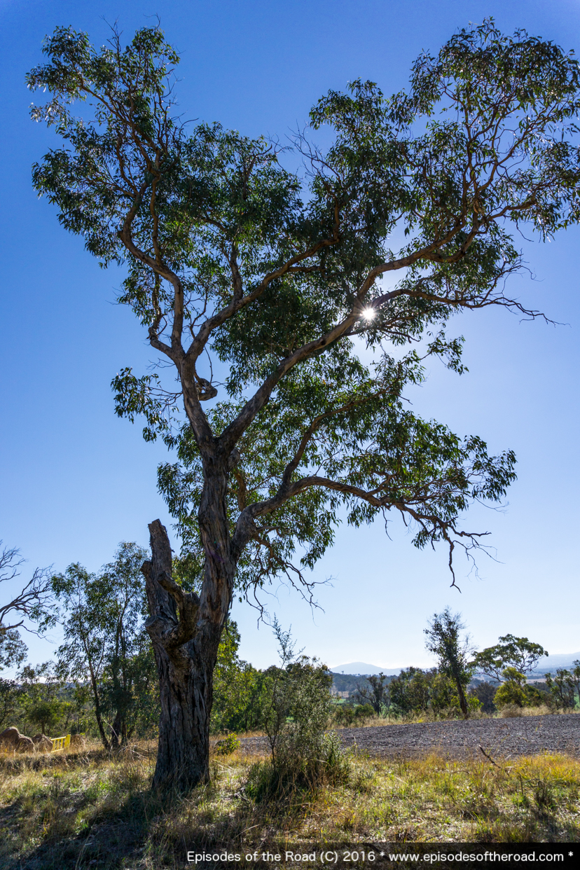 Lambrigg Lookout Tree